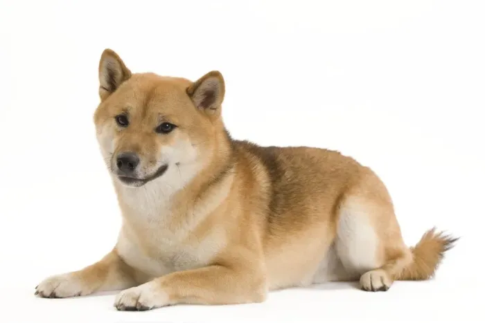 Framed Print : Dog - Shiba Inu Framed Print : Dog - Shiba Inu