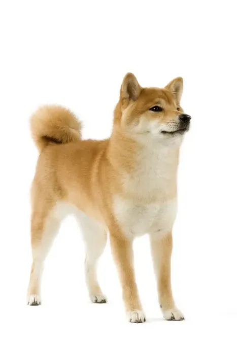 Framed Print : Dog - Shiba Inu Framed Print : Dog - Shiba Inu