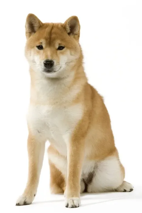 Framed Print : Dog - Shiba Inu