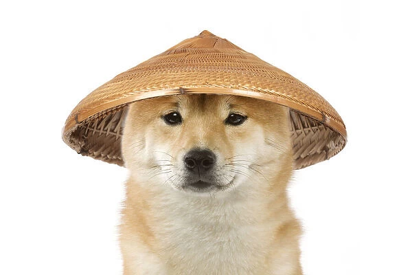 Dog - Shiba Inu wearing an oriental bamboo  /  straw hat