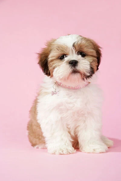 DOG - Shih Tzu - 10 week old puppy with collar