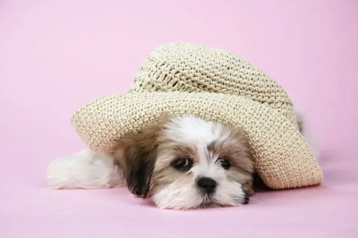 Framed Print : Dog - Shih Tzu - 10 week old puppy under a hat Framed Print : Dog - Shih Tzu - 10 week old puppy under a hat