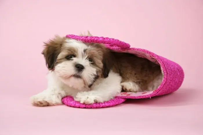 Framed Print : Dog - Shih Tzu - 10 week old puppy in a pink bag Framed Print : Dog - Shih Tzu - 10 week old puppy in a pink bag