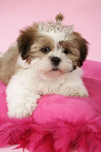 DOG - Shih Tzu - 10 week old puppy with tiara on a pink cushion