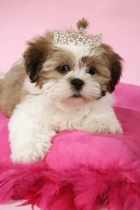 Framed Print : DOG - Shih Tzu - 10 week old puppy with tiara on a pink cushion Framed Print : DOG - Shih Tzu - 10 week old puppy with tiara on a pink cushion