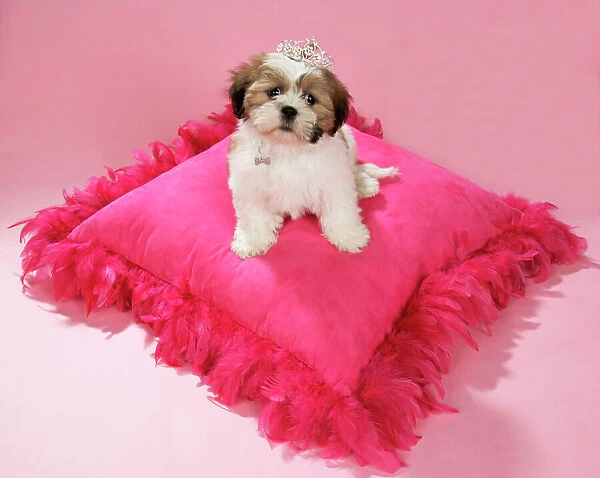 DOG - Shih Tzu - 10 week old puppy wearing tiara on pink cushion
