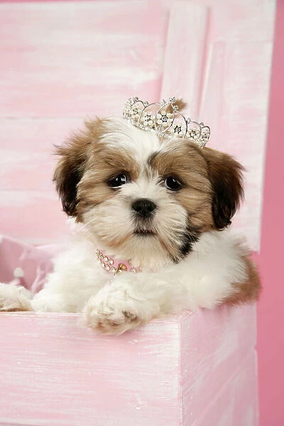 DOG - Shih Tzu - 10 wk old puppy with a tiara in a wooden chest