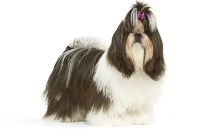 Framed Print : Dog - Shih-tzu with bow in hair Framed Print : Dog - Shih-tzu with bow in hair