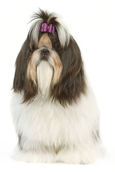Dog - Shih Tzu with bow in hair