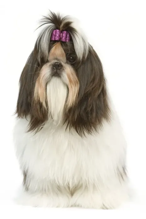 Framed Print : Dog - Shih Tzu with bow in hair Framed Print : Dog - Shih Tzu with bow in hair