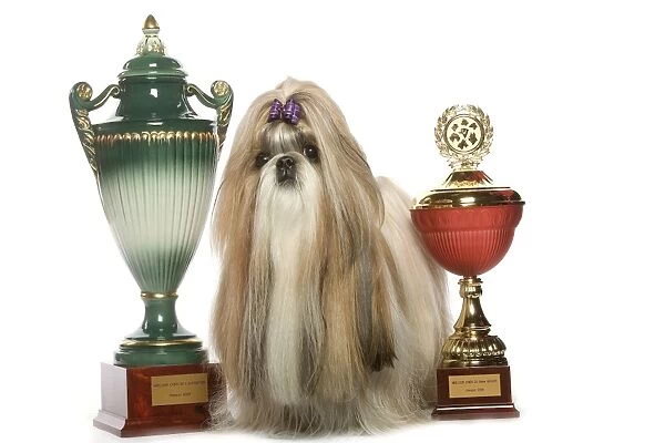 Dog - Shih Tzu with prize winning cups in studio