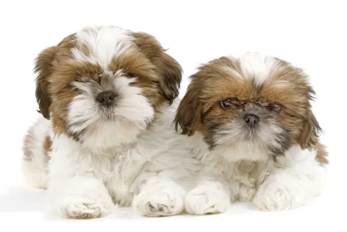 Framed Print : Dog - Shih Tzu puppies in studio Framed Print : Dog - Shih Tzu puppies in studio