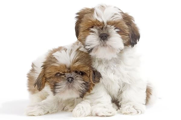 Dog - Shih Tzu puppies in studio