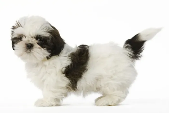 Framed Print : Dog - Shih Tzu puppy in studio Framed Print : Dog - Shih Tzu puppy in studio