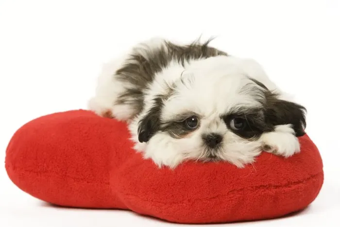 Framed Print : Dog - Shih Tzu puppy in studio on heart cushion Framed Print : Dog - Shih Tzu puppy in studio on heart cushion
