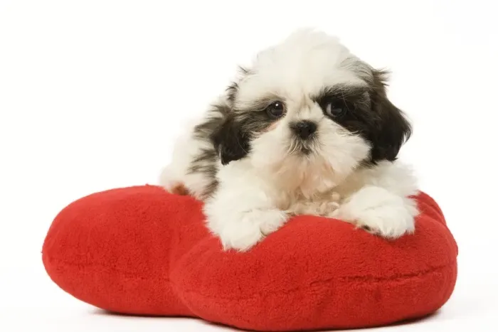 Framed Print : Dog - Shih Tzu puppy in studio on heart cushion Framed Print : Dog - Shih Tzu puppy in studio on heart cushion