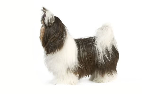 Dog - Shih Tzu standing side on with bow in hair