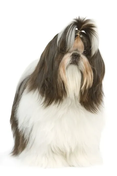 Framed Print : Dog - Shih Tzu in studio Framed Print : Dog - Shih Tzu in studio