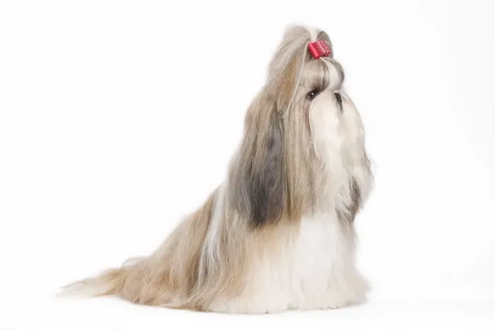 Framed Print : Dog - Shih Tzu in studio Framed Print : Dog - Shih Tzu in studio