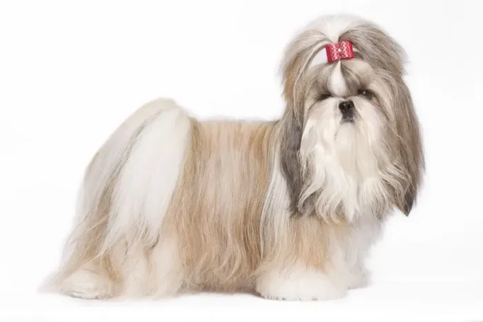 Framed Print : Dog - Shih Tzu in studio Framed Print : Dog - Shih Tzu in studio