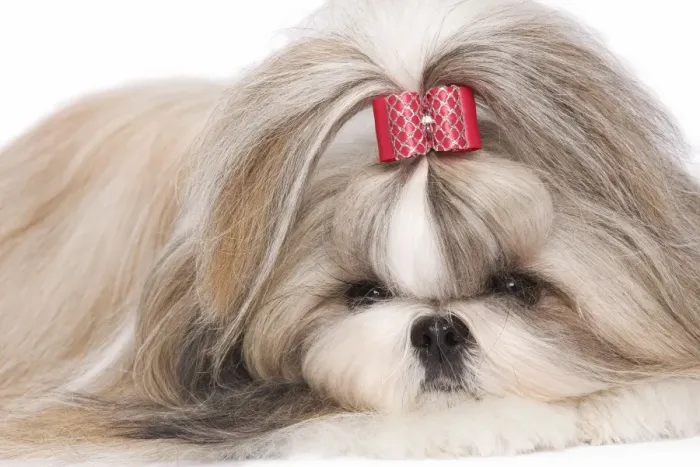 Framed Print : Dog - Shih Tzu in studio Framed Print : Dog - Shih Tzu in studio