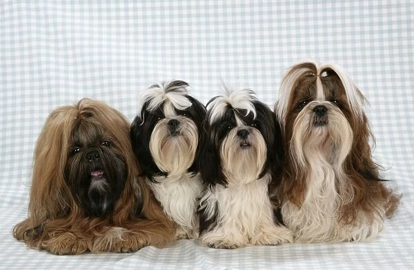Dog - Shih Tzus on blue checked background