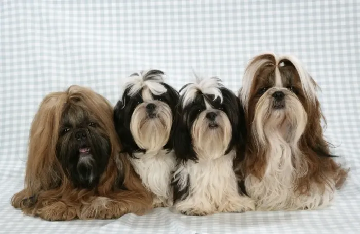 Framed Print : Dog - Shih Tzus on blue checked background Framed Print : Dog - Shih Tzus on blue checked background