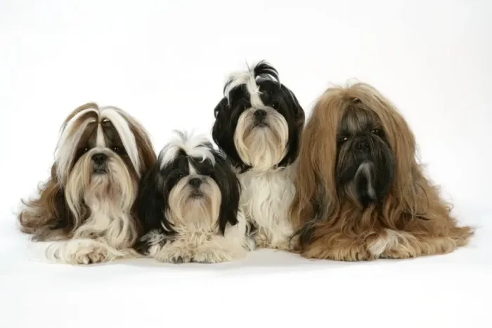 Framed Print : Dog - Shih Tzus - Lying down together Framed Print : Dog - Shih Tzus - Lying down together