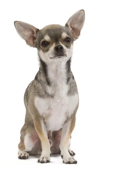 Framed Print : Dog - Short-haired Chihuahua Framed Print : Dog - Short-haired Chihuahua