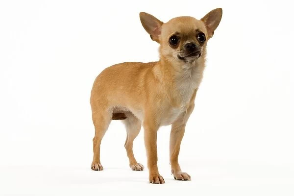 Dog - Short-Haired Chihuahua