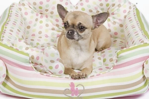 Dog - short-haired chihuahua in dog bed