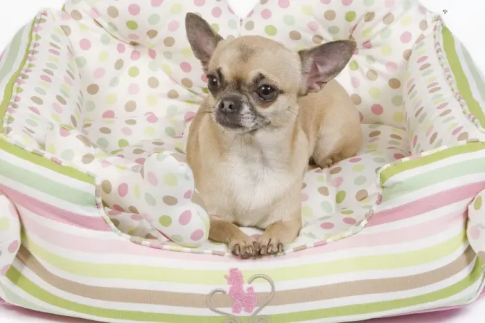 Framed Print : Dog - short-haired chihuahua in dog bed Framed Print : Dog - short-haired chihuahua in dog bed