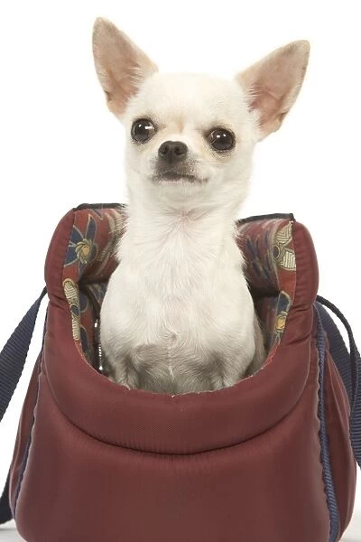 Dog - short-haired chihuahua in dog carrier