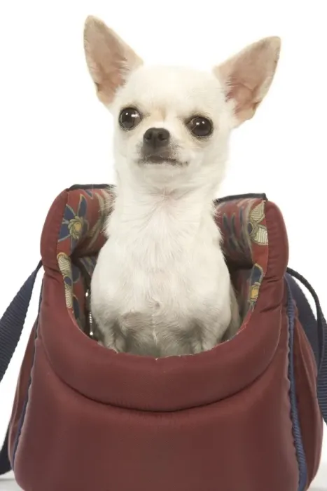 Framed Print : Dog - short-haired chihuahua in dog carrier Framed Print : Dog - short-haired chihuahua in dog carrier