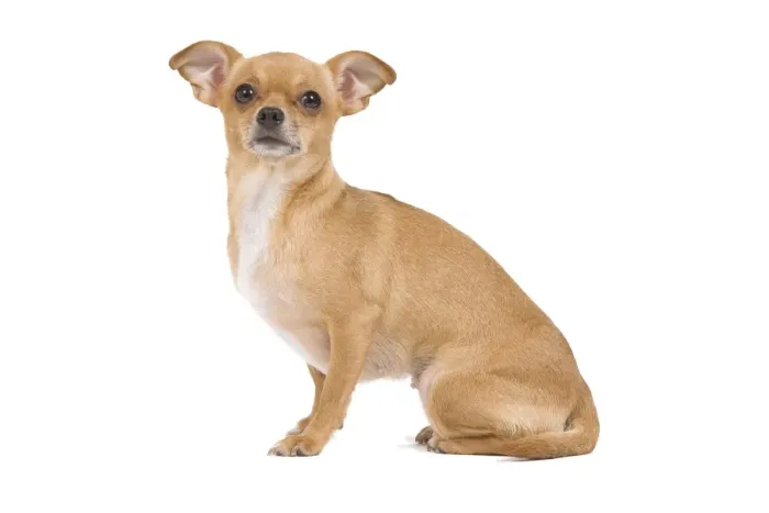 Framed Print : Dog - short-haired Chihuahua in studio Framed Print : Dog - short-haired Chihuahua in studio