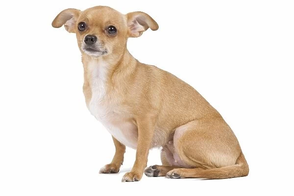 Dog - short-haired Chihuahua in studio