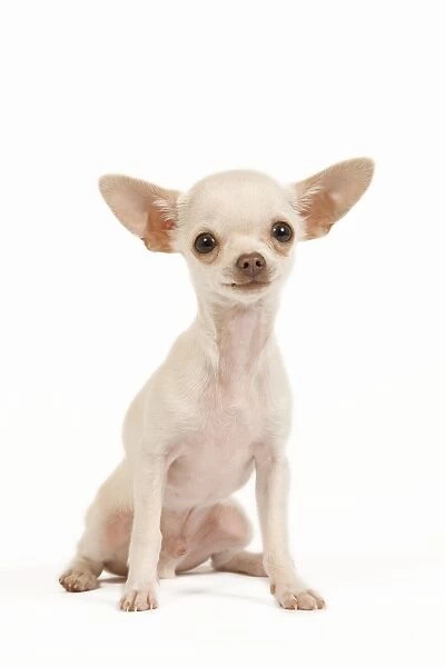 Dog - short-haired chihuahua in studio