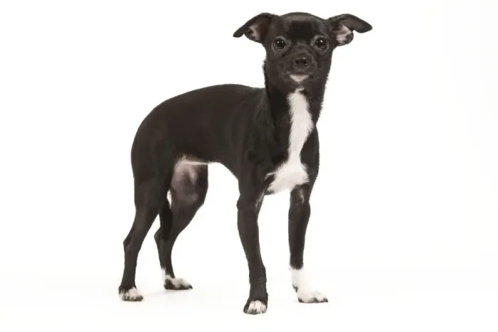 Framed Print : Dog - short-haired Chihuahua in studio - 9 month old pupppy Framed Print : Dog - short-haired Chihuahua in studio - 9 month old pupppy