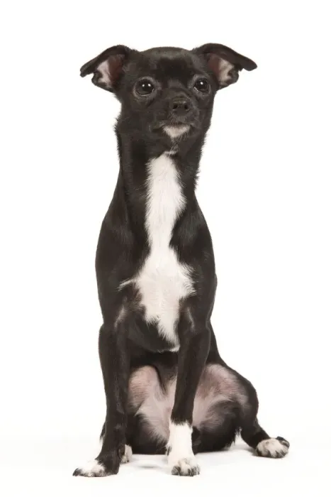 Framed Print : Dog - short-haired Chihuahua in studio - 9 month old pupppy Framed Print : Dog - short-haired Chihuahua in studio - 9 month old pupppy