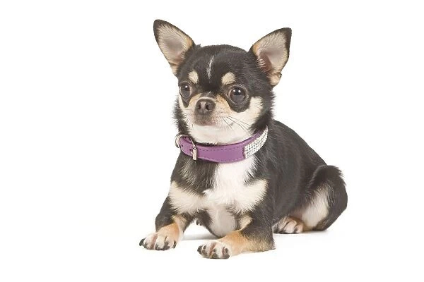 Dog - short-haired chihuahua in studio with diamante collar