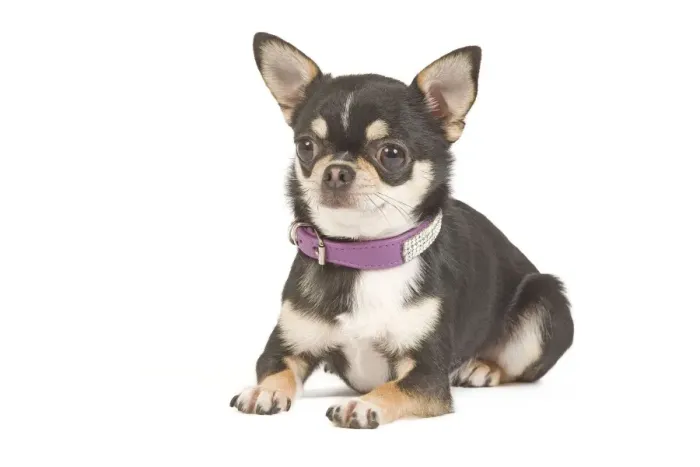 Framed Print : Dog - short-haired chihuahua in studio with diamante collar Framed Print : Dog - short-haired chihuahua in studio with diamante collar