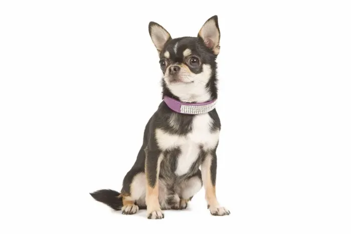 Framed Print : Dog - short-haired chihuahua in studio with diamante collar Framed Print : Dog - short-haired chihuahua in studio with diamante collar