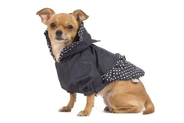 Dog - short-haired chihuahua in studio wearing dog jacket