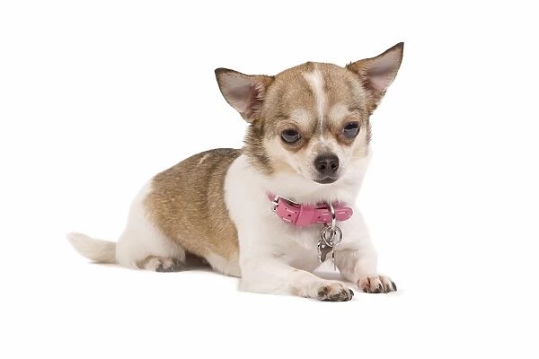 Dog - short-haired Chihuahua in studio wearing pink collar
