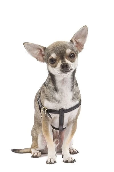 Dog - Short-haired Chihuahua wearing harness