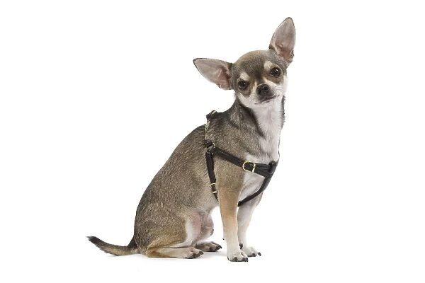 Dog - Short-haired Chihuahua wearing harness