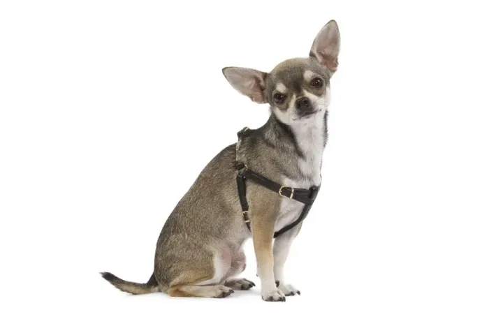 Framed Print : Dog - Short-haired Chihuahua wearing harness Framed Print : Dog - Short-haired Chihuahua wearing harness