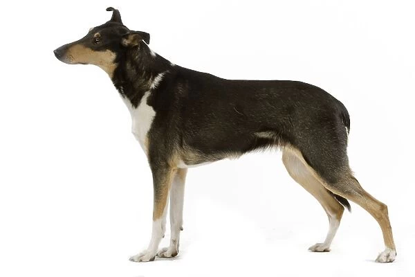 Dog - Short-haired Collie in studio