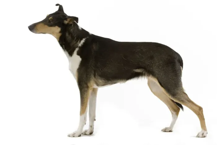Framed Print : Dog - Short-haired Collie in studio Framed Print : Dog - Short-haired Collie in studio
