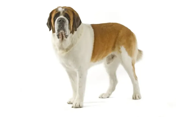 Framed Print : Dog - Short-haired St Bernard
